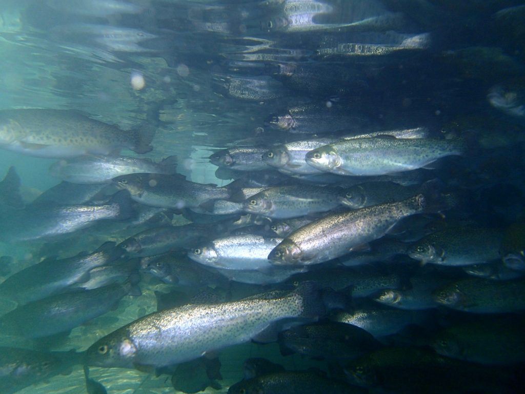 Kirjolohia altaassa. Kuva: Juha Ojaharju