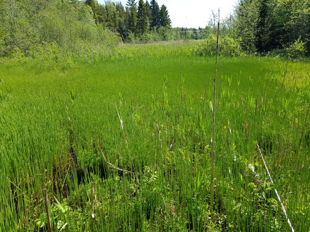 Sävviken ennen kunnostusta