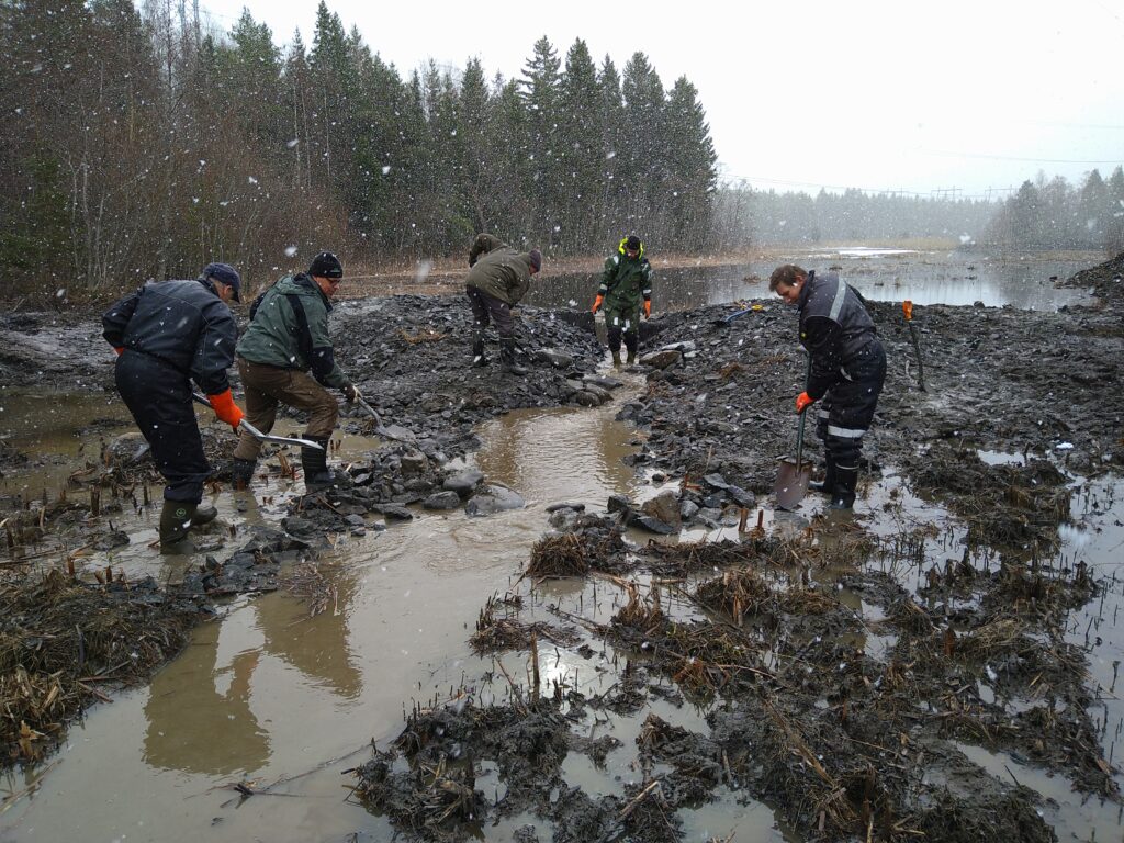 Kosteikosta mereen laskevaa uomaa avattiin ensin koneella ja sitten viimeisteltiin ja kivettiin käsivoimin. Talkoolaisten takana on kosteikon suulle tehty maakynnys, jonka avulla kosteikon vesipintaa saatiin hieman nostettua.