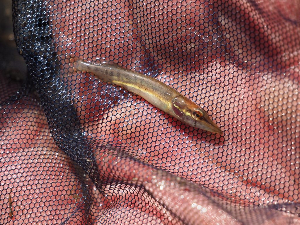 Sävvikenin hauenpoikanen.