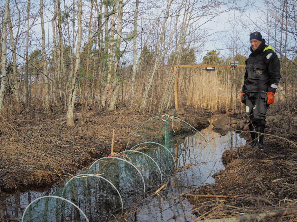 Luonnonvarakeskus seurasi Sävvikeniin nousevaa kalastoa ennen ja jälkeen kunnostuksen sekä rysätestipyynnein että riistakamerakuvausten avulla.