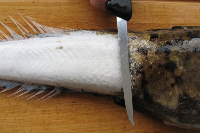 Kaltattaessa madetta hangataan karkealla harjalla tai pesusienellä kuumassa vedessä. Kaltattaessa madetta hangataan karkealla harjalla tai pesusienellä kuumassa vedessä.