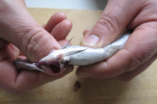 Muikun puhkomisella tarkoitetaan toimenpidettä, jolla muikun sisälmykset poistetaan ilman mahan auki viiltämistä, ja jolla muikun mäti voidaan kerätä talteen siten, että se säilyy puhtaana.

Ota muikku toiseen käteesi ja käännä se selälleen. Työnnä toisen käden peukalo toisessa kädessä olevan kalan kidusten ja rintaevien alle. Työnnä peukalon kynsi kalan läpi. Nosta kynnen avulla kalan rintaevät, kidukset sekä sisälmykset irti kalasta yhtenä pakettina.