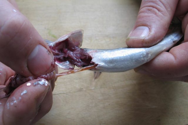 Ruoansulatuskanava seuraa useimmiten kokonaisuudessaan kidusten mukana.