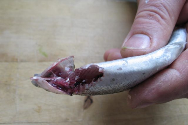 Mäti ja maiti jäävät ruumiinonteloon, mistä ne ovat helposti poistettavissa puristamalla kidusten jättämän aukon kautta. Poista selkärankaa vasten oleva munuaisveri pienikokoisella hammas- tai pulloharjalla tai leikkaa kalan maha auki ja poista veri kynnen avulla.