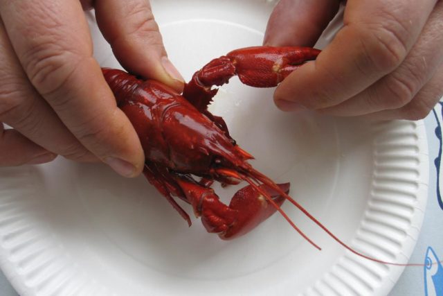 Irrota ravun eturaajat vääntämällä niiden tyvestä