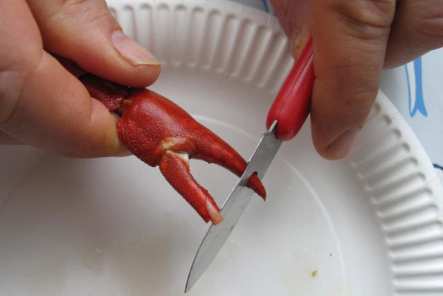 Katkaise pienemmän saksenhaaran kärki rapuveitsessä olevan reiän avulla.