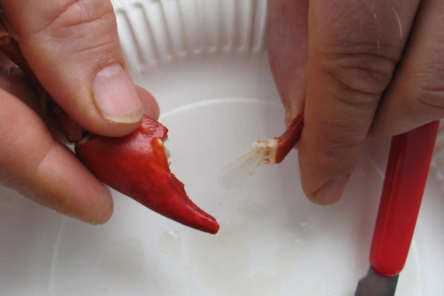 Irrota pienempi saksenhaara ja imaise liha suuhun saksen tyven puolelta.