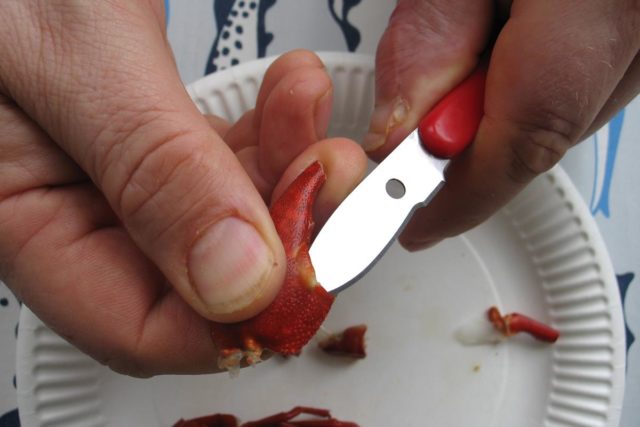 Katkaise isomman saksen kärki poikki ja imaise saksen sisällä oleva herkullinen liemi suuhusi reiän kautta. Avaa saksen sivusauma sen sisäpuolelta rapuveitsen terän avulla. Kampea saksen kuori halki ja irrota liha sen sisältä.