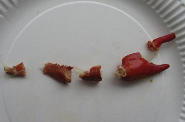 Saksien lisäksi eturaajoissa kuten muissakaan ohuissa raajoissa ei ole paljon syötävää. Kookkaiden rapujen kohdalla kannattaa kuitenkin nähdä hieman ylimääräistä vaivaa. Halkaise pituussuuntaisesti rapuveitsen avulla raajat, joista löytyy hienonmakuiset, vaikka tosin suhteellisen pienet herkkupalat.