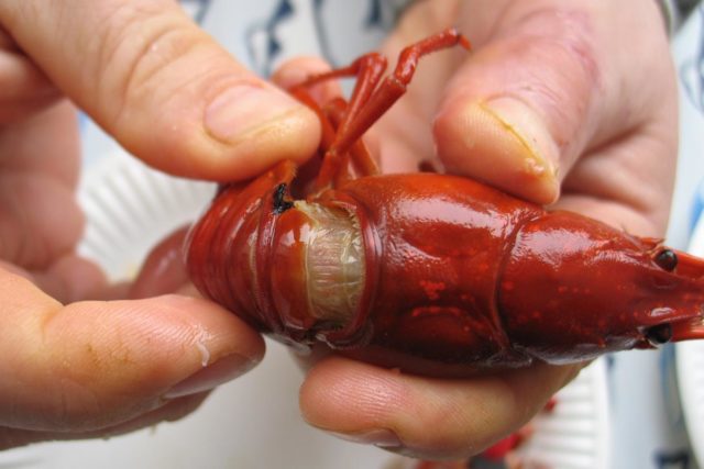 Väännä ravun takaosa irti, mutta ime ja ryystä ennen irrotusta selkäkilven raosta ravun sisällä oleva herkullinen liemi.