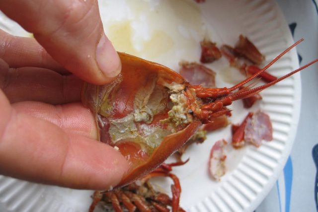 Kaavi veitsellä selkäkilven alla oleva kellertävänvärinen rapuvoi suoraan suuhun tai lautaselle.