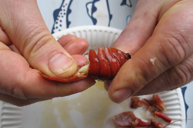 Pyrstöliha saadaan takaosasta ulos kuorta avaamatta vetämällä, kun pyrstö kierretään ensin irti.